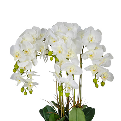 Orchid 49-White